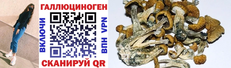 Псилоцибиновые грибы Cubensis  Нахабино 